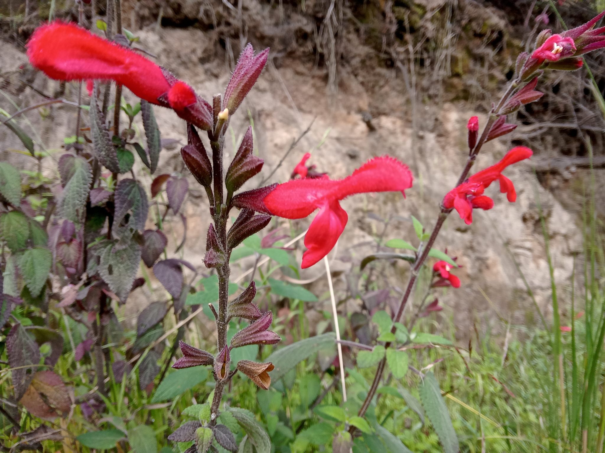 Salvia fulgens